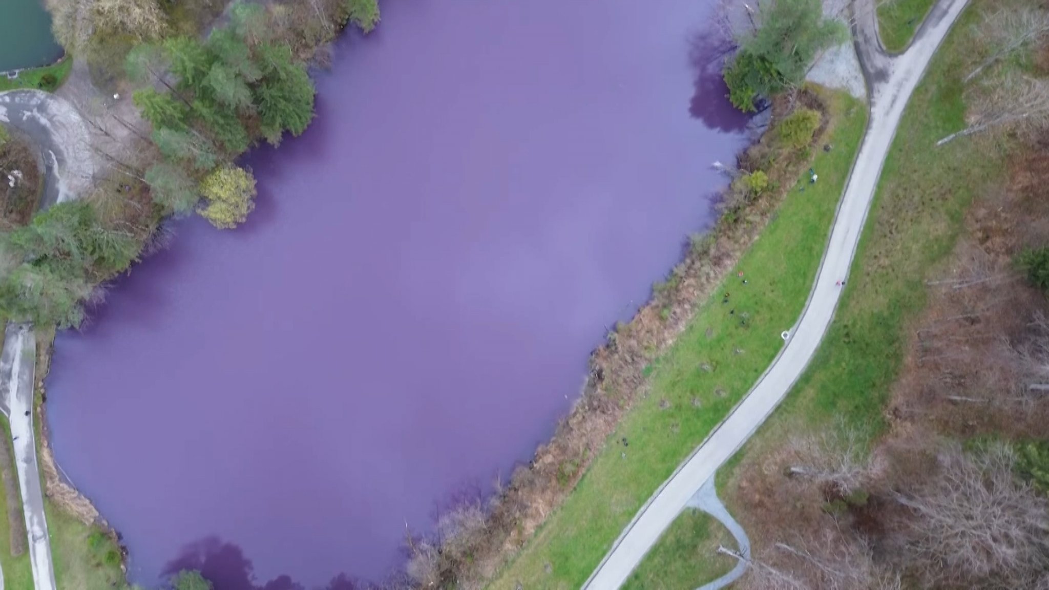 Naturschauspiel: Warum ein Allgäuer Weiher lila leuchtet