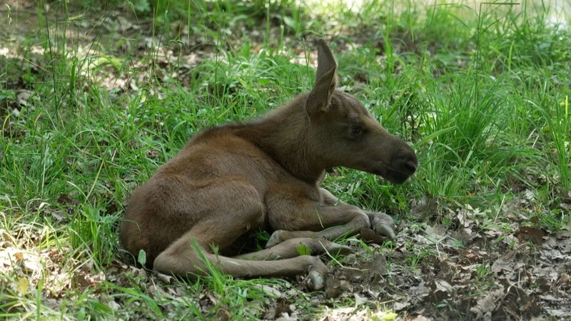 Im Schweinfurter Wildpark an den Eichen sind die Elche Cordula und Lasse überraschend Eltern geworden. | Bild: Guido Saum BR Im Schweinfurter Wildpark an den Eichen sind die Elche Cordula und Lasse überraschend Eltern geworden.