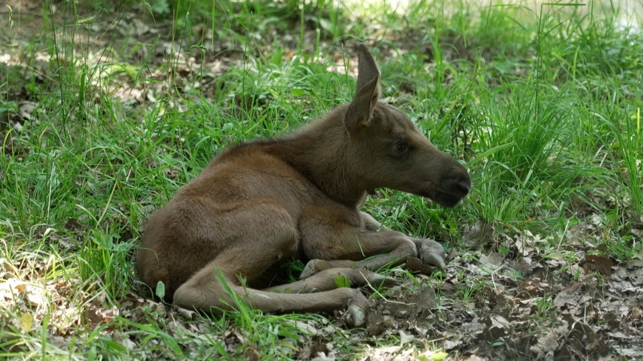 Im Schweinfurter Wildpark an den Eichen sind die Elche Cordula und Lasse überraschend Eltern geworden.