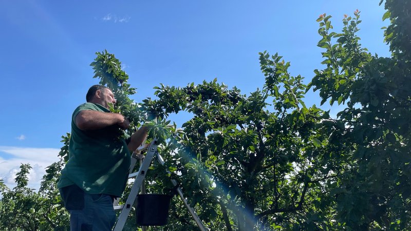 Obstbauer Thomas Leipold bei der Zwetschgenernte | Bild: BR/Frank Breitenstein Obstbauer Thomas Leipold bei der Zwetschgenernte