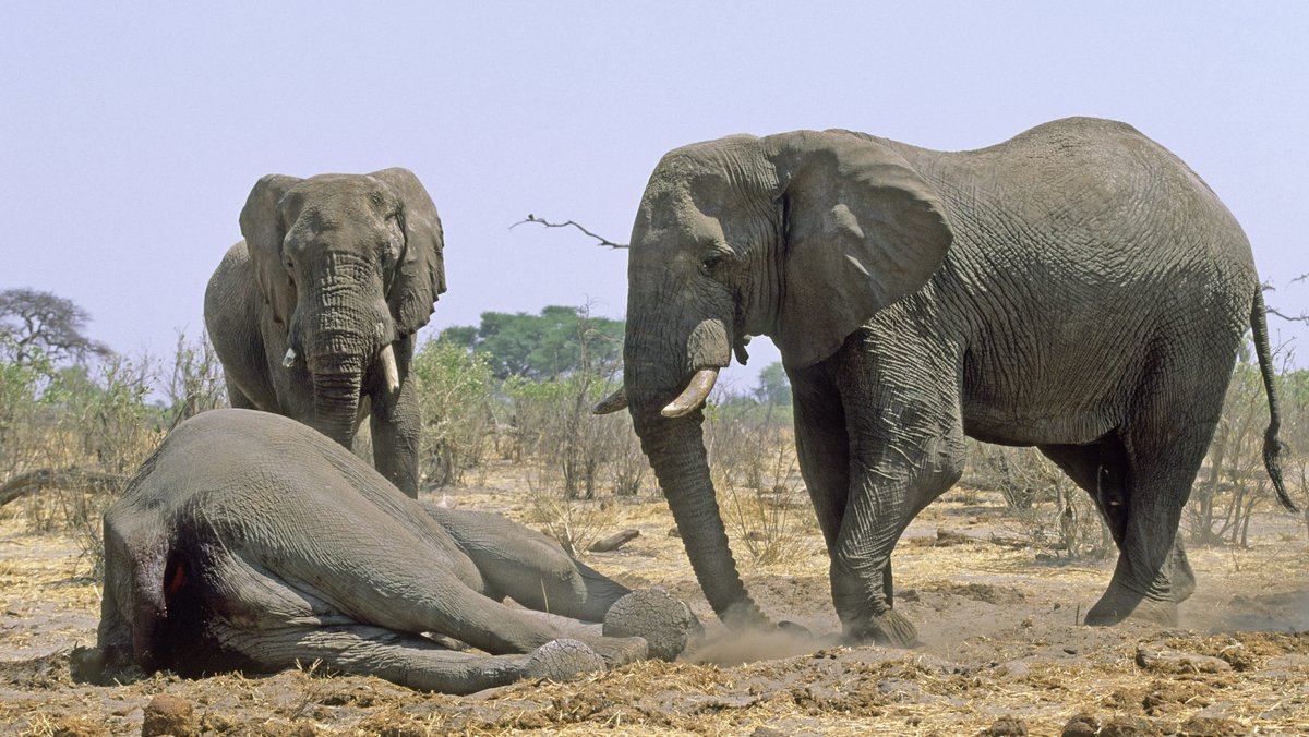 Elefanten berühren einen toten Artgenossen.