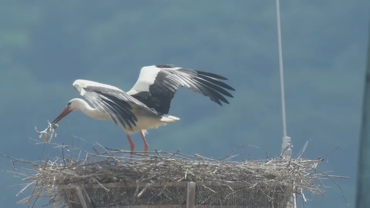 Die Storchenmutter wirft eines der Küken aus dem Nest.