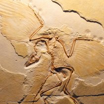 Urvogel Archaeopteryx - Beweisstück der Evolution? | Bild: picture-alliance/ dpa | Daniel Fischer