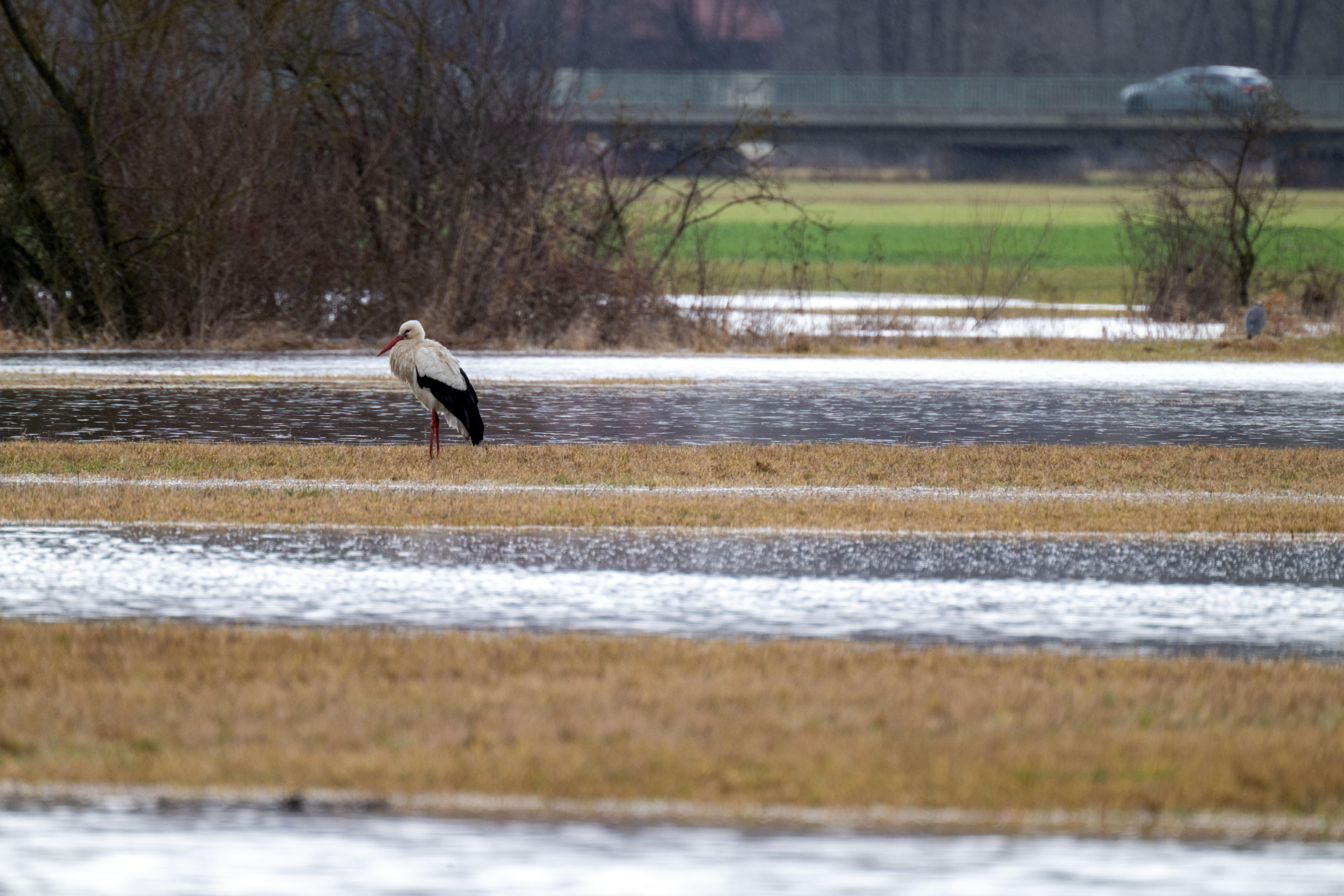 Ein Storch steht im Hochwasser des Mains bei Hochstadt am Main im Landkreis Lichtenfels, während ein Auto im Hintergrund über eine Brücke fährt.  (13.02.2026)