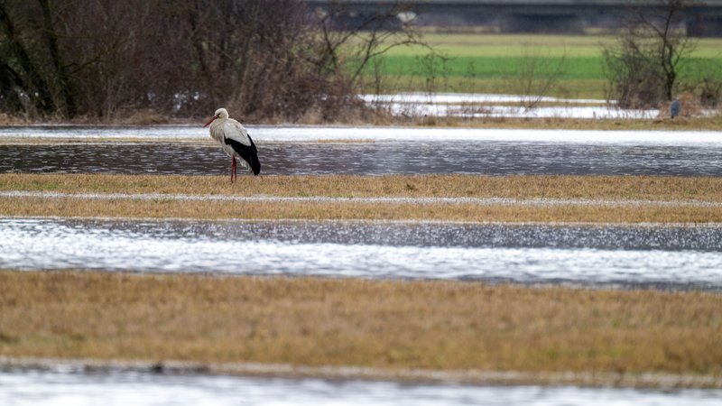 Ein Storch steht im Hochwasser des Mains bei Hochstadt am Main im Landkreis Lichtenfels, während ein Auto im Hintergrund über eine Brücke fährt. (13.02.2026) | Bild: picture alliance/dpa | Pia Bayer Ein Storch steht im Hochwasser des Mains bei Hochstadt am Main im Landkreis Lichtenfels, während ein Auto im Hintergrund über eine Brücke fährt. (13.02.2026)