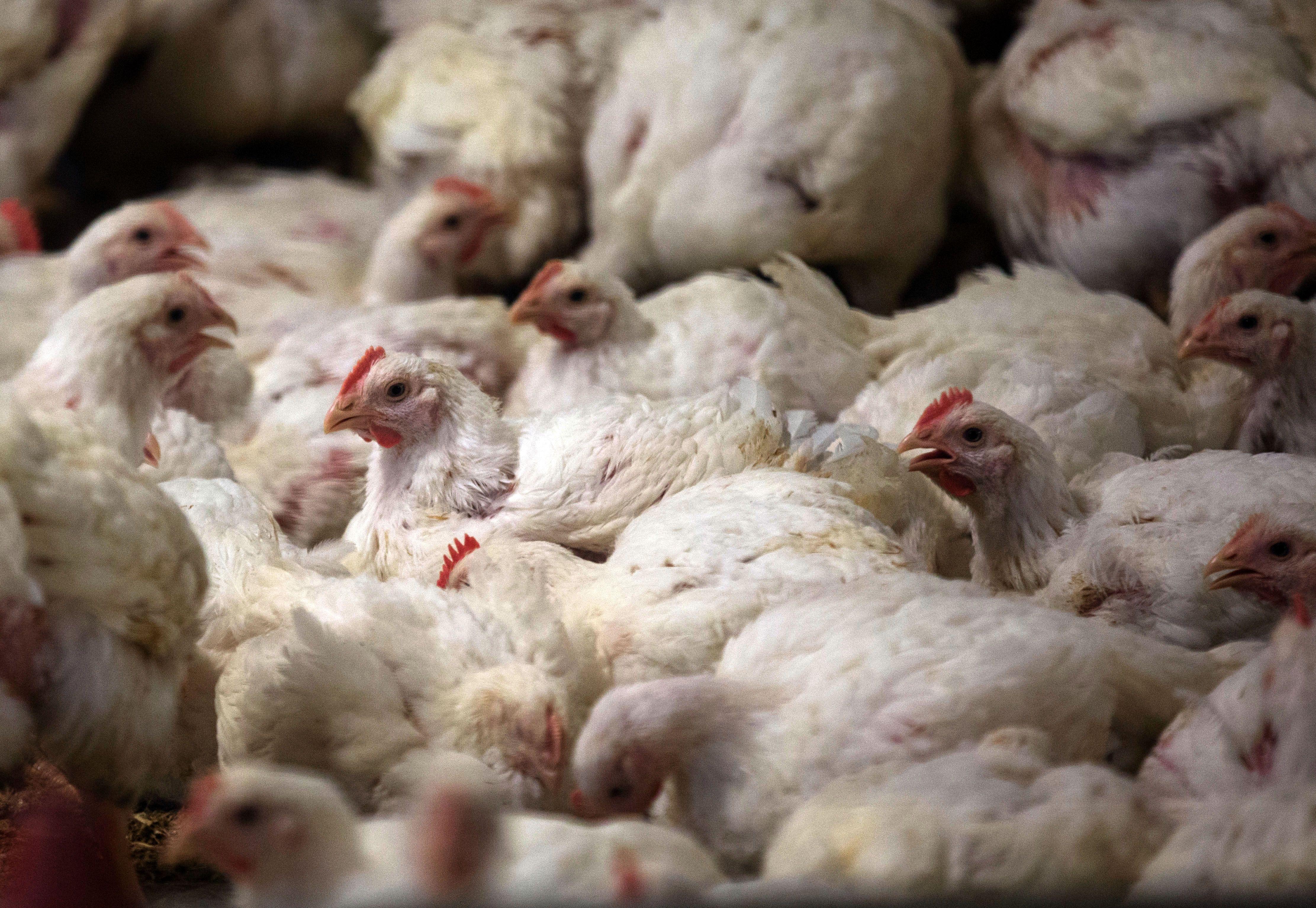 Masthähnchen in einem Stall