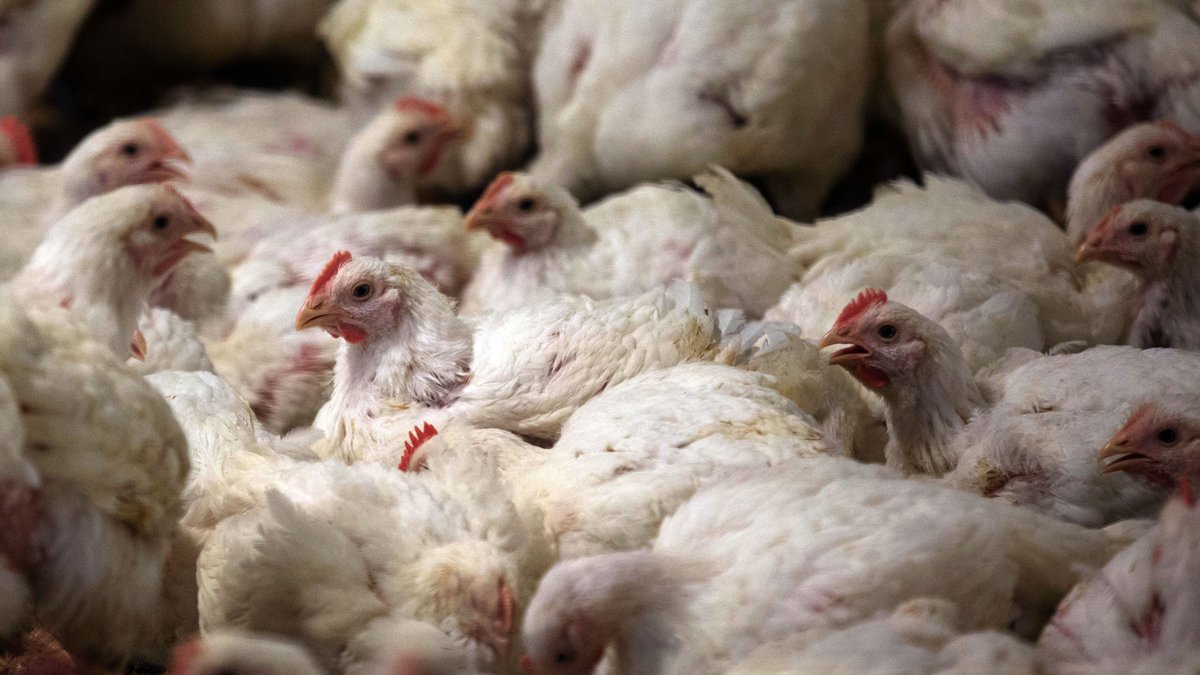 Masthähnchen in einem Stall