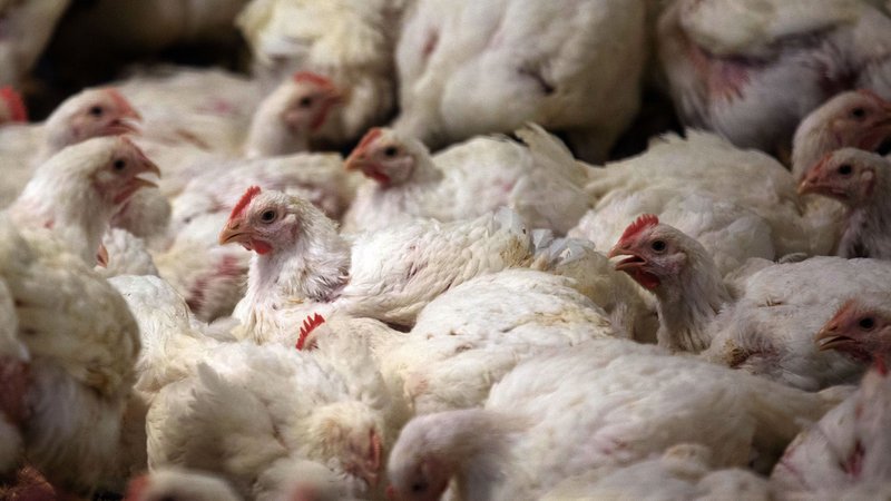 Masthähnchen in einem Stall | Bild: dpa-Bildfunk/Jens Büttner Masthähnchen in einem Stall