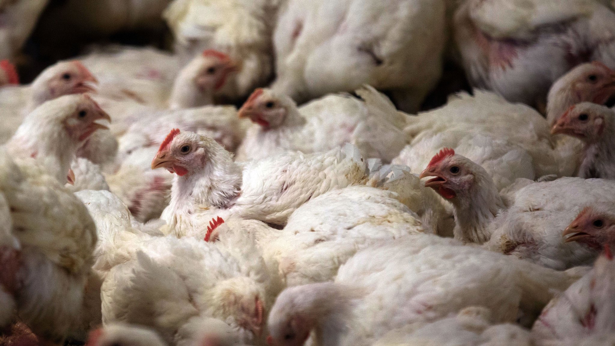 Masthähnchen in einem Stall | Bild: dpa-Bildfunk/Jens Büttner Masthähnchen in einem Stall