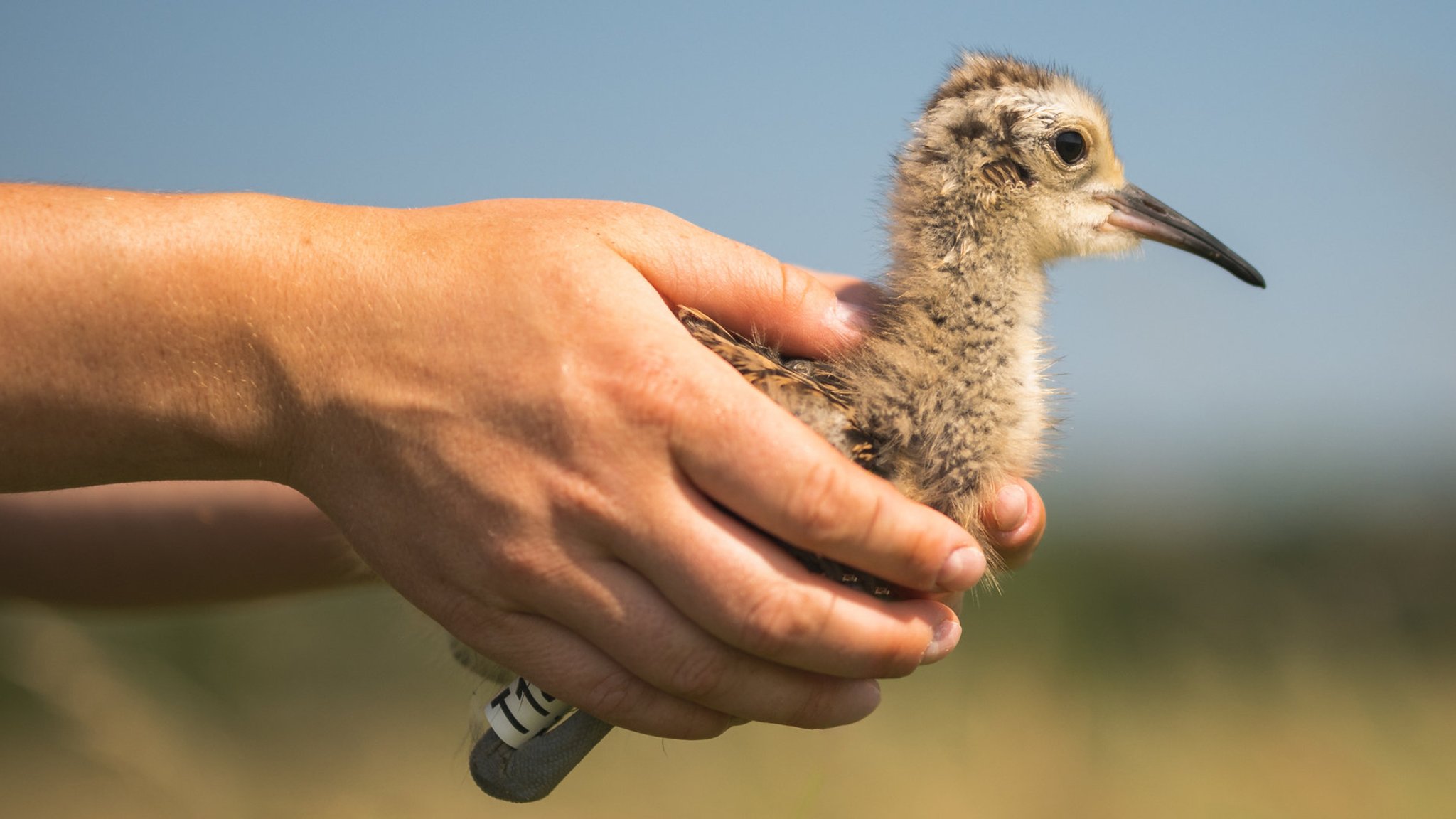 Ein Brachvogelküken in einer Hand.