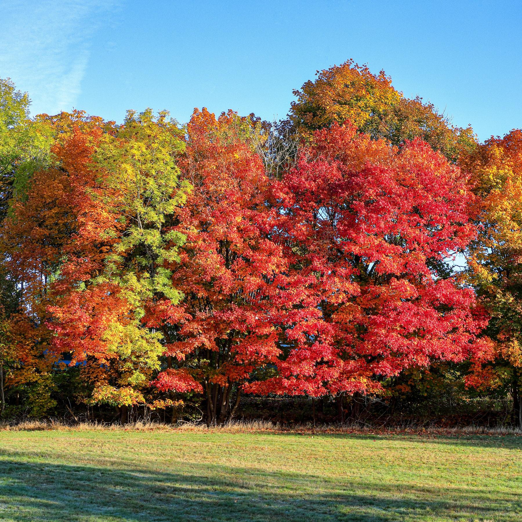 Farben in der Natur - Warum ist alles bunt? | Sommer-Spezial (7)