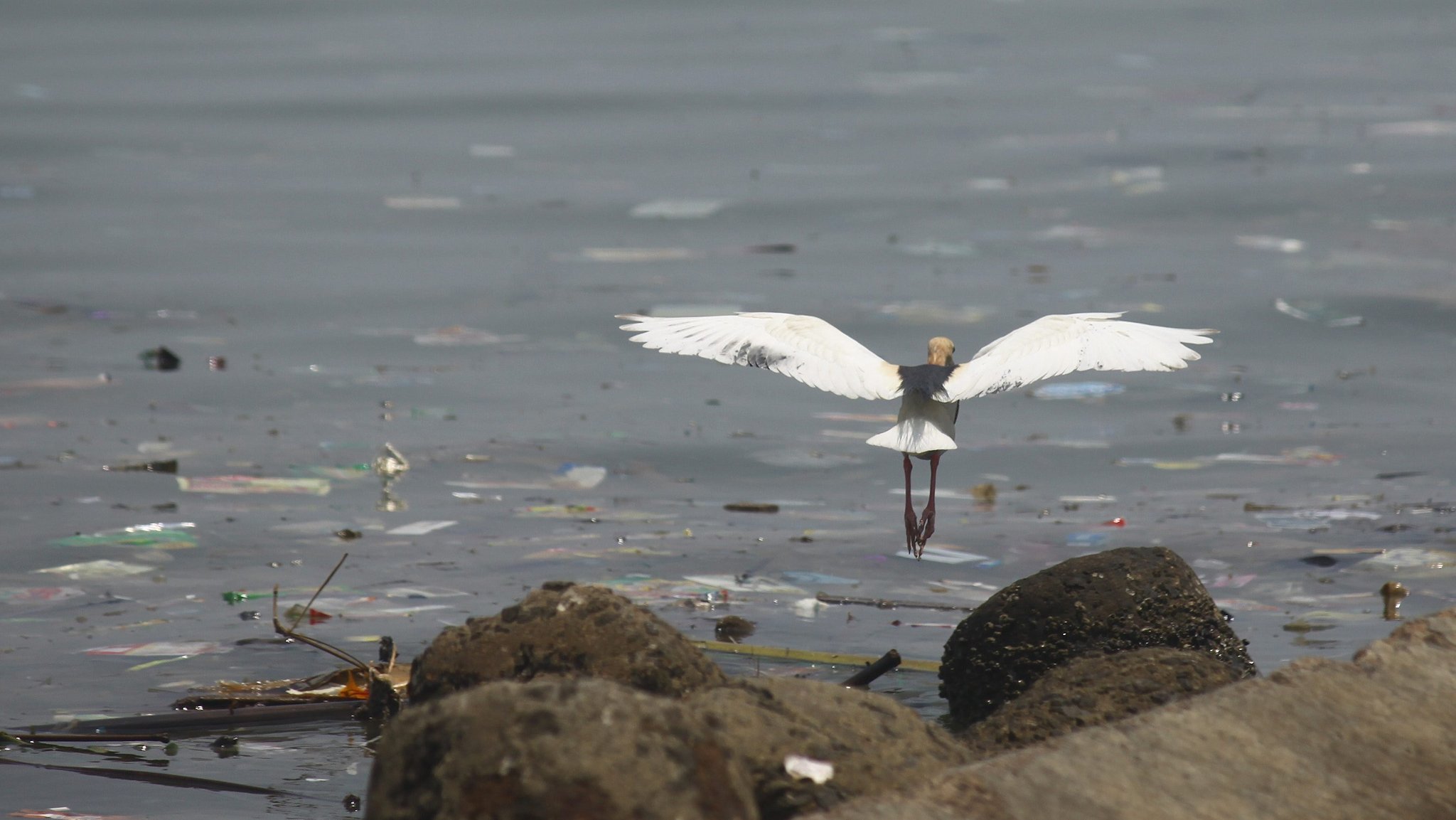 Kranich an der Nordküste der indonesischen Stadt Jakarta über Wasser, das mit Plastik verschmutzt ist.