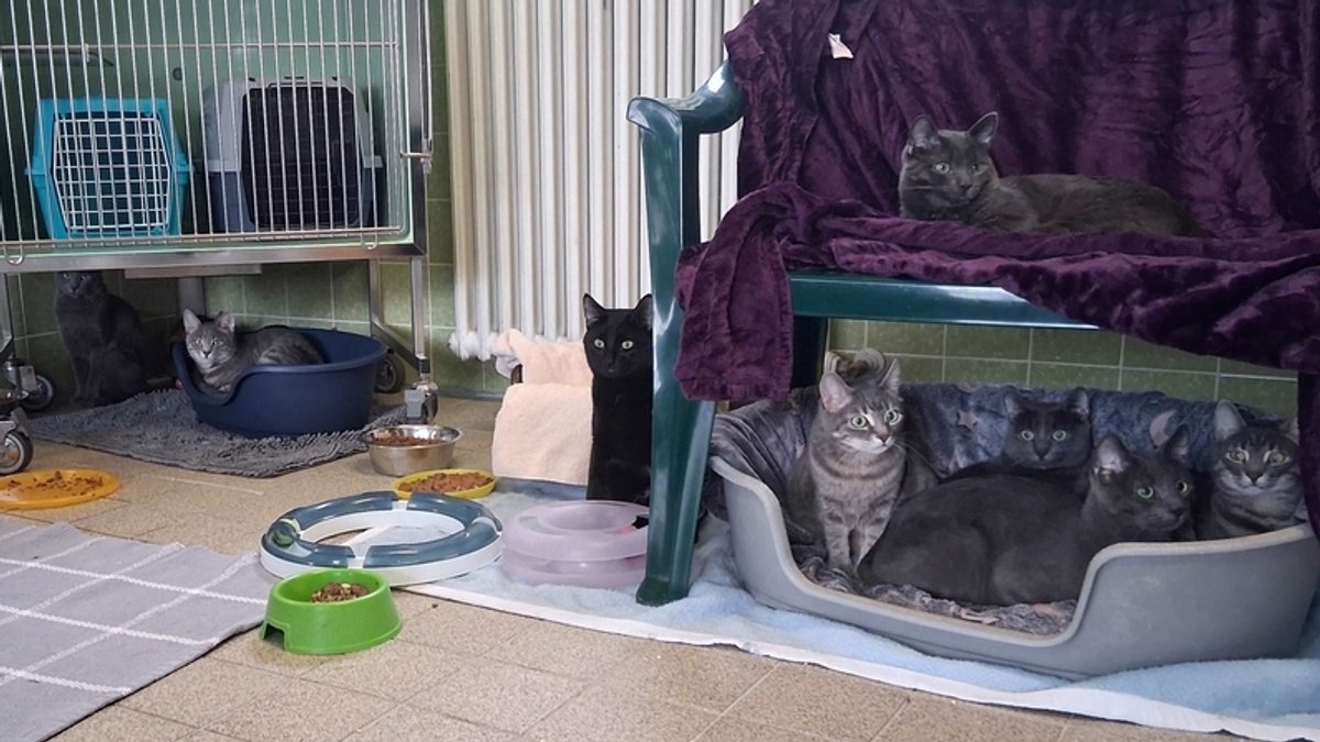 Familie überfordert: 44 Katzen aus Münchner Wohnung gerettet