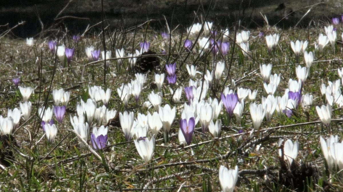 Weiße und lila Krokusse blühen