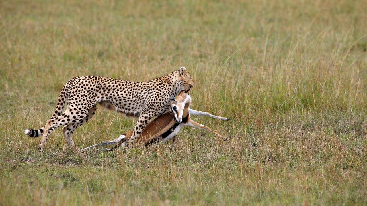 Abenteuer Wildnis TierDoku Geparde Afrikas elegante Jäger