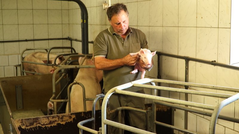 Landwirt Hubert Steiger sorgt sich um seine Schweine 