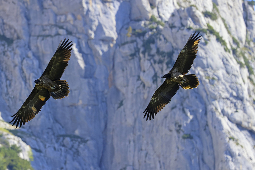 Die beiden ausgewilderten Bartgeier Wally und Bavaria fliegen im Nationalpark Berchtesgaden. 