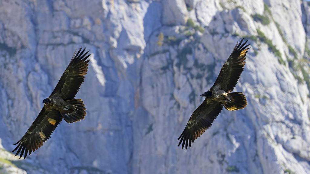 Die beiden ausgewilderten Bartgeier Wally und Bavaria fliegen im Nationalpark Berchtesgaden. 