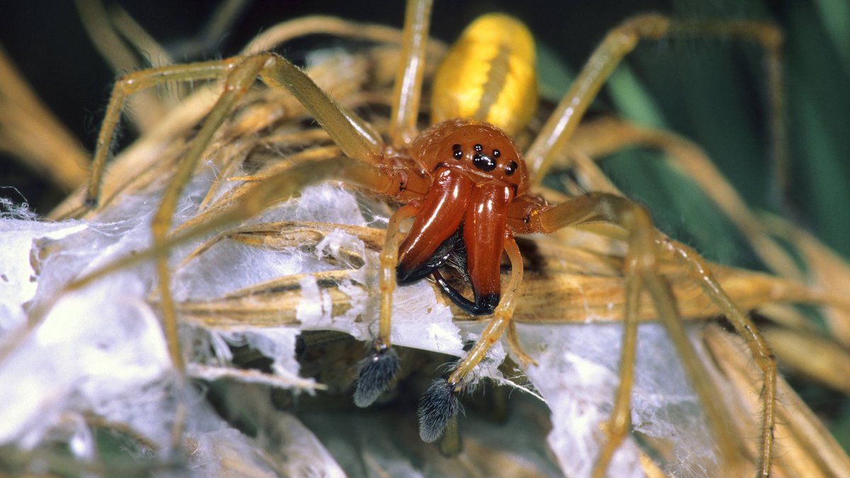 Ammen-Dornfinger-Männchen: Ursprünglich kommt die giftige Spinnenart aus Südeuropa, doch aufgrund des Klimawandels ist sie mittlerweile auch in Deutschland heimisch geworden.