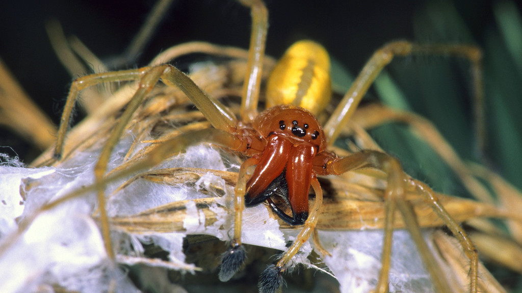 Ammen-Dornfinger-Männchen: Ursprünglich kommt die giftige Spinnenart aus Südeuropa, doch aufgrund des Klimawandels ist sie mittlerweile auch in Deutschland heimisch geworden.
