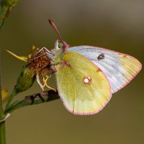 Die Alpen - das Paradies für Schmetterlinge | Bild: picture-alliance/blickwinkel/AGAMI/W. Leurs