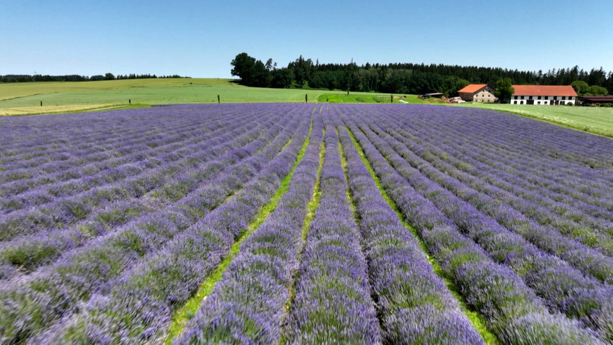 Provence in Bayern - Ein Lavendelfeld "für die Seele"