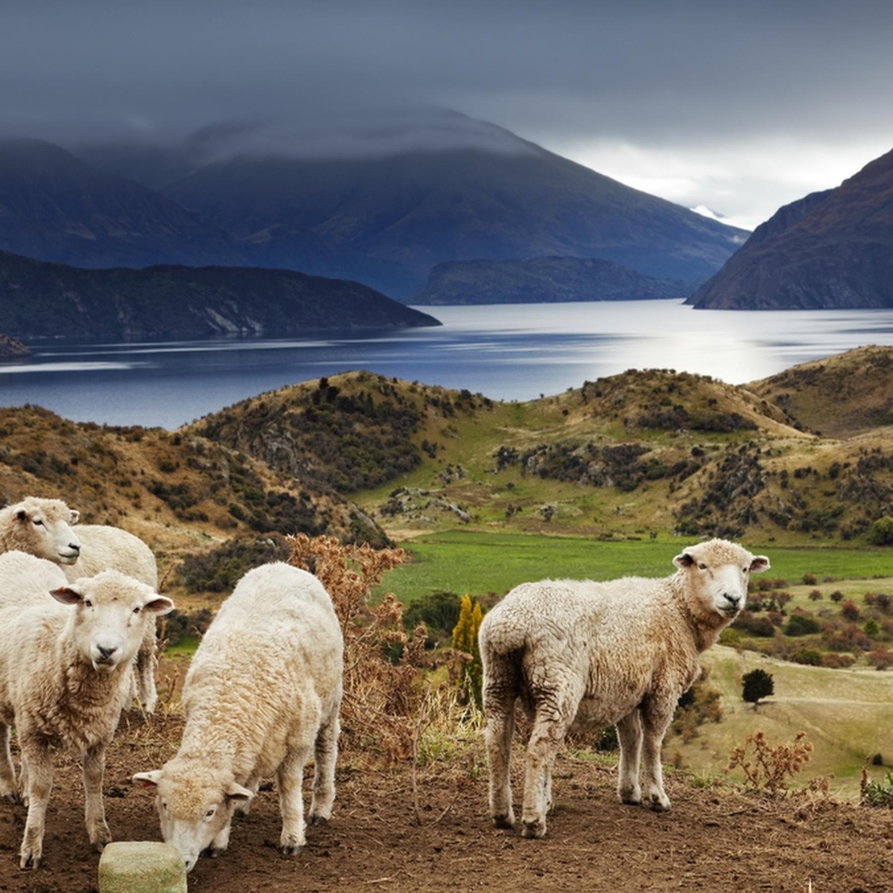 Neuseeland scheint zu perfekt, um von dieser Welt zu sein