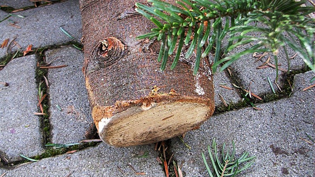 Der Stumpf von einem abgesägten Tannenbaum