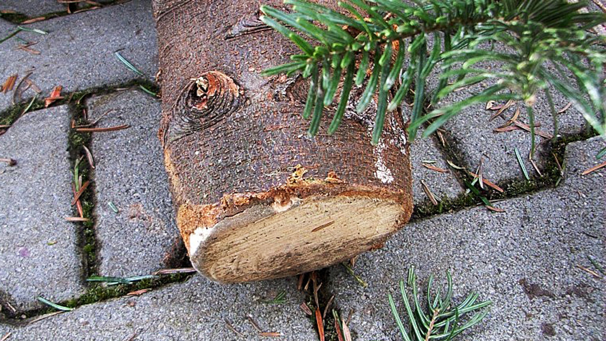 Der Stumpf von einem abgesägten Tannenbaum