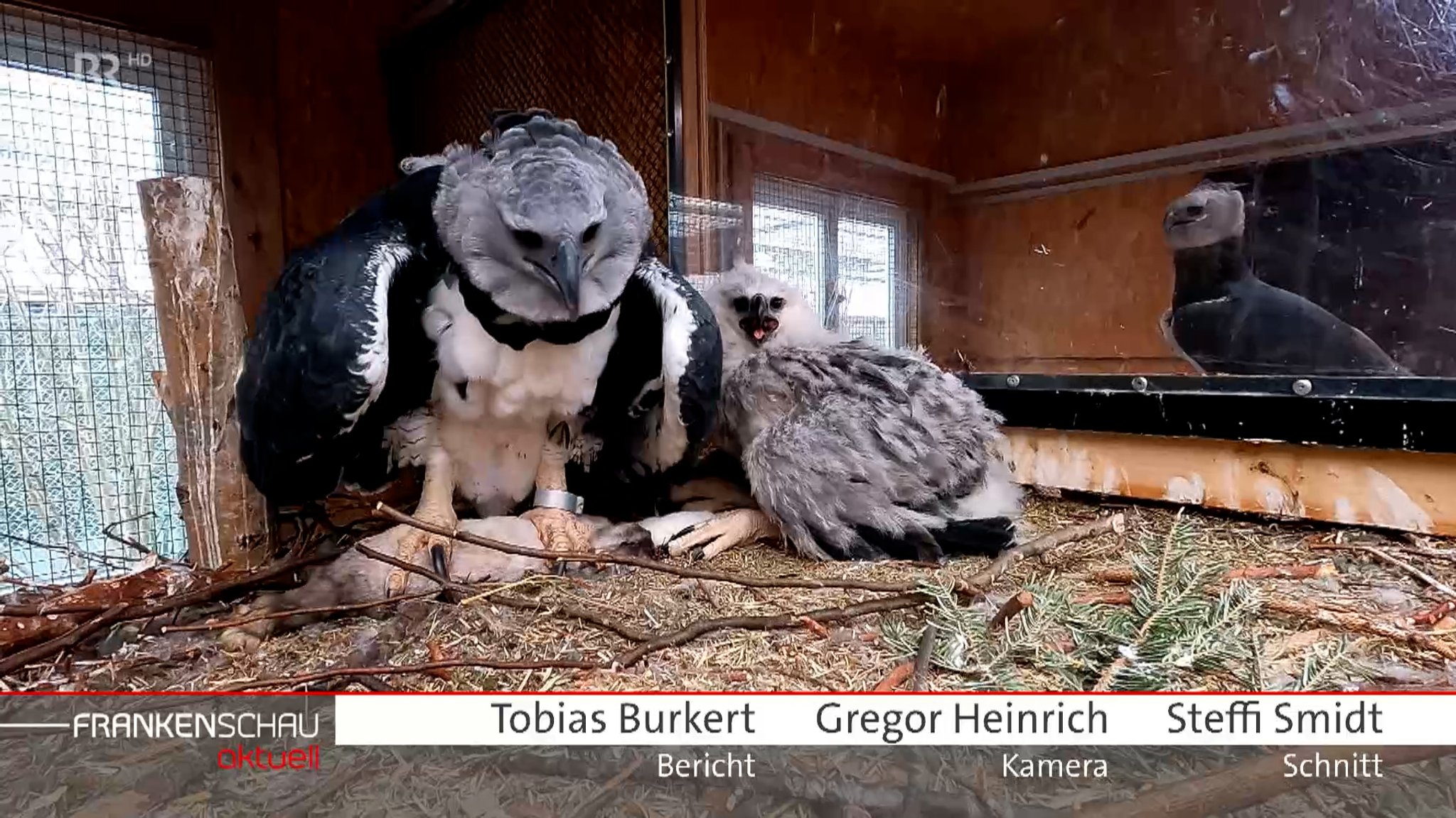 Greifvögel im Nürnberger Tiergarten.