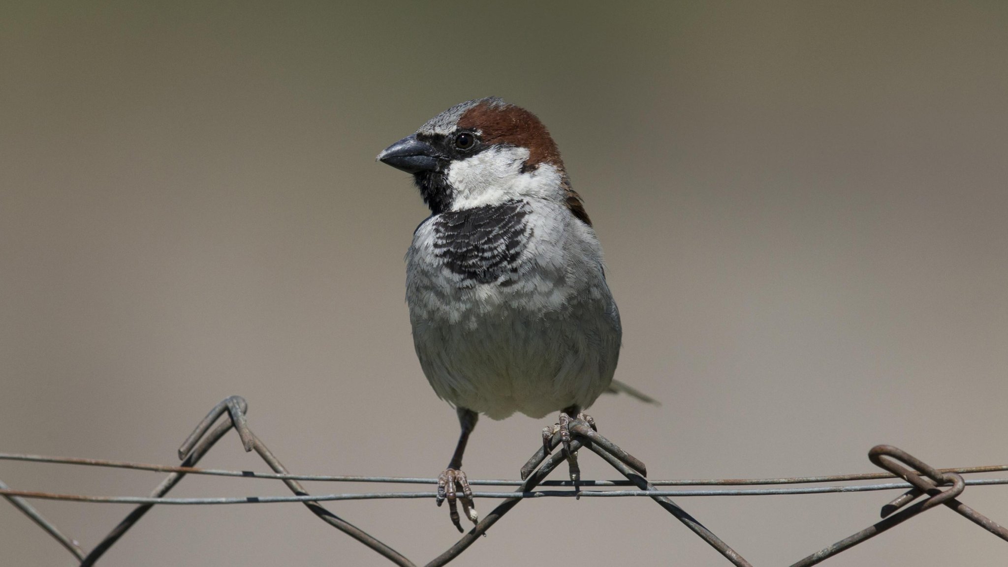 Haussperling oder Spatz (Passer domesticus) 