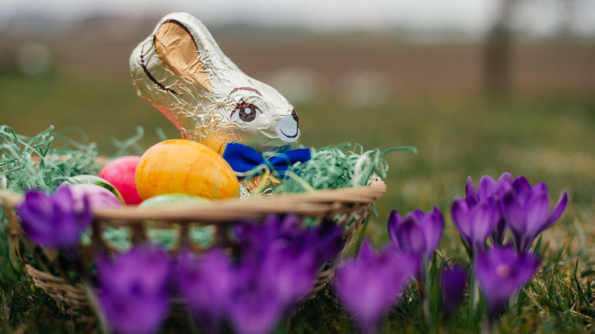 Ein sitzender Goldhase und bunte Ostereier in einem Osternest zwischen Krokussen.