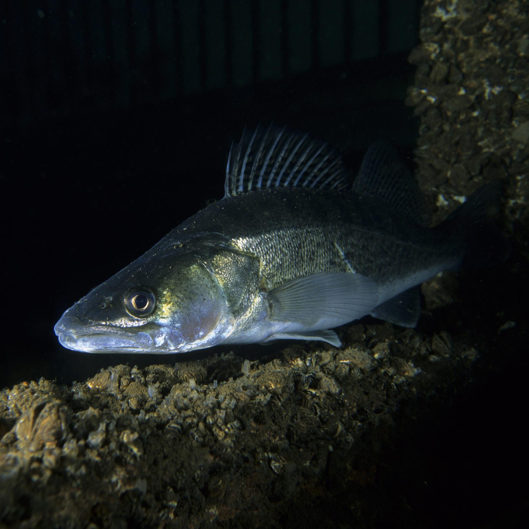 Rätsel unter Wasser: Wie schlafen Fische? Eulen und Lerchen