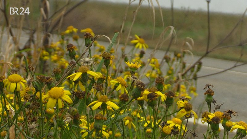 Jakobskreuzkraut | Bild: BR Jakobskreuzkraut