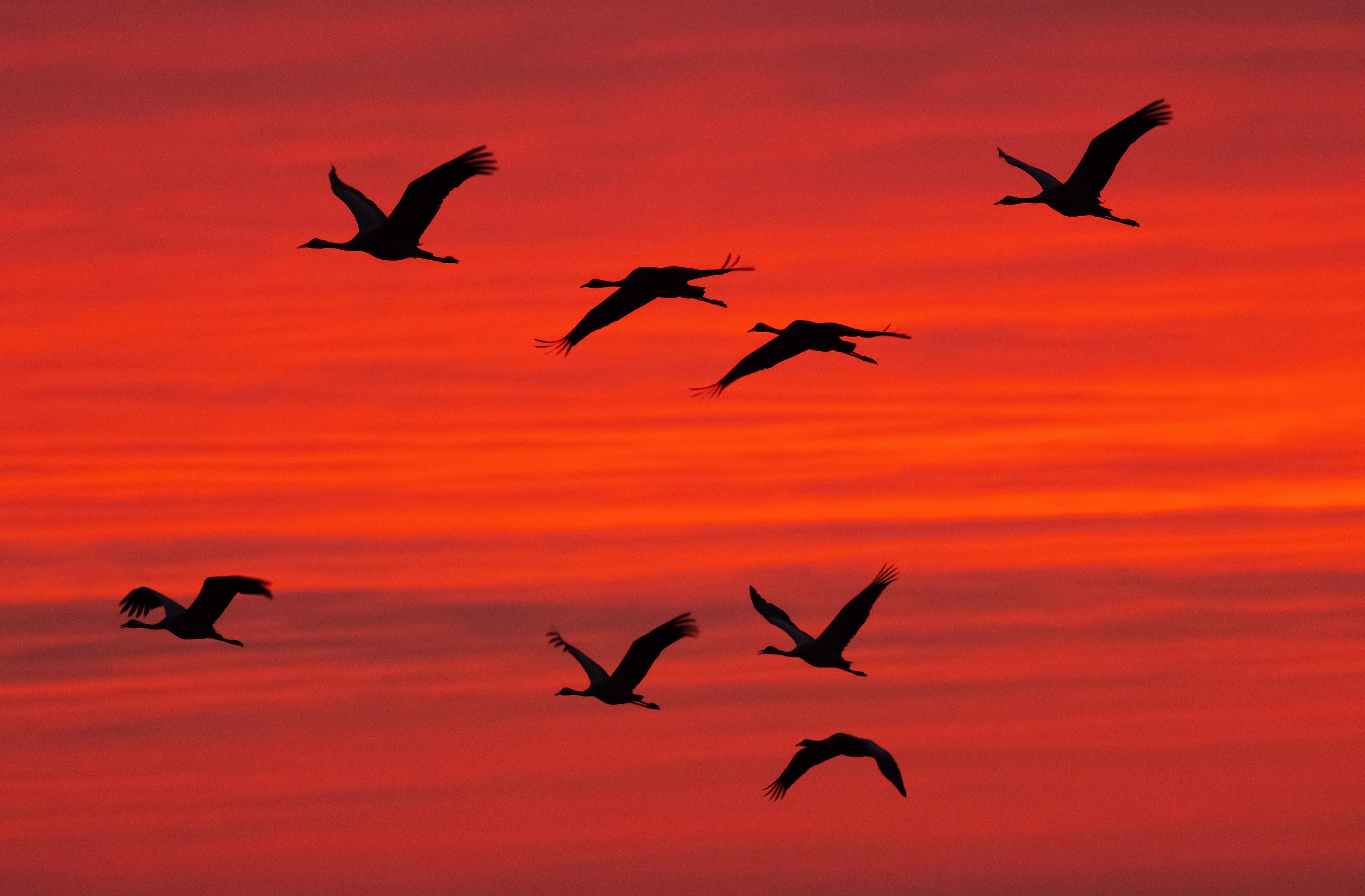 Kraniche im letzten Herbst auf dem Weg in den Süden. Weltweit gibt es eine nie dagewesene Verteilung der hochansteckenden Virusvariante H5N1. 