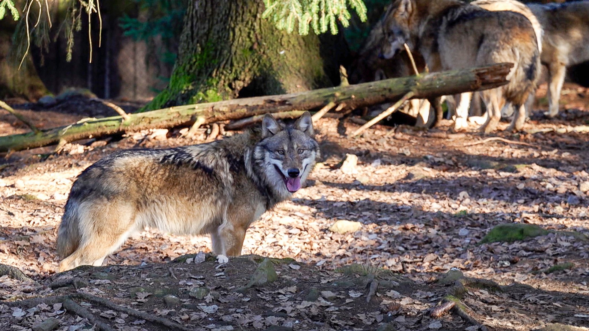 Projekt Urwald: Das umkämpfte Paradies - Folge 4: Streitthema Jagd, wo die Wildnis Grenzen hat