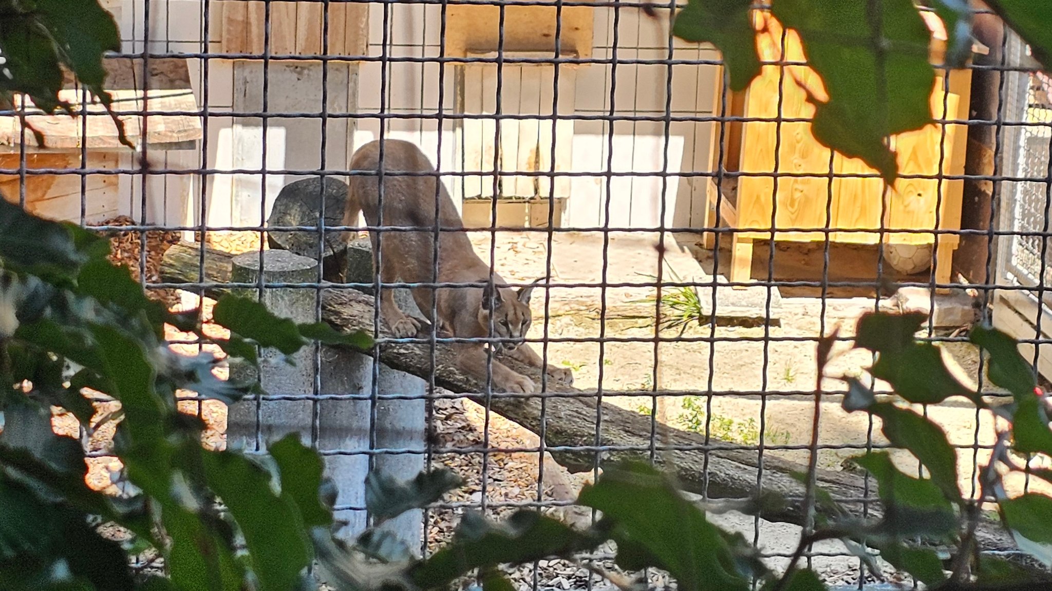 Karakal "Feder" im Raubtier- und Exotenasyl in Ansbach-Wallersdorf. | Bild: BR/Karin Goeckel Karakal "Feder" im Raubtier- und Exotenasyl in Ansbach-Wallersdorf.