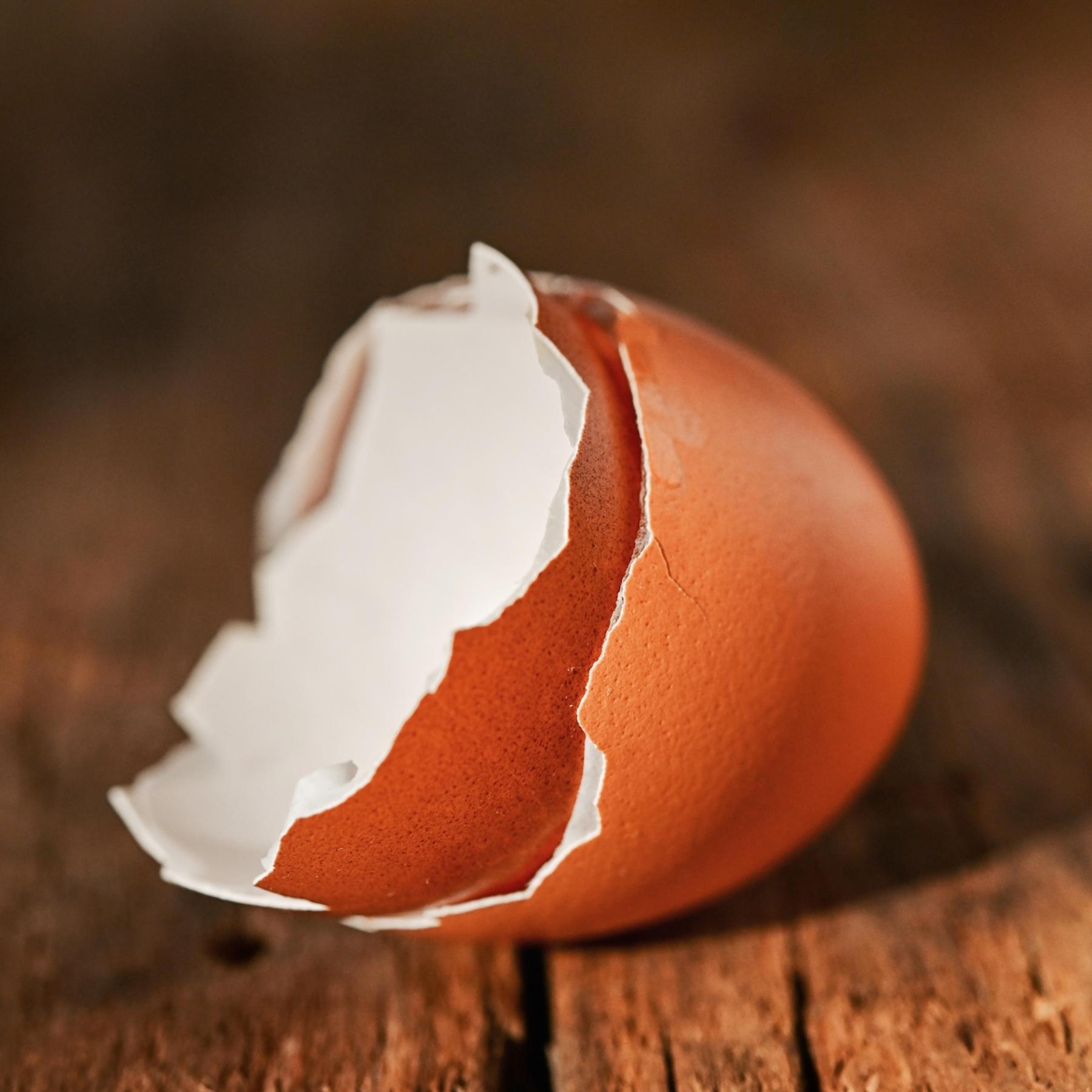 Bionik – Problemlösungen aus der Natur