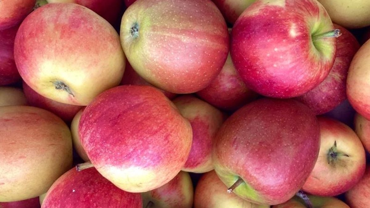 Pflanzenschutz: Bayerische Äpfel werden regelmäßig gespritzt