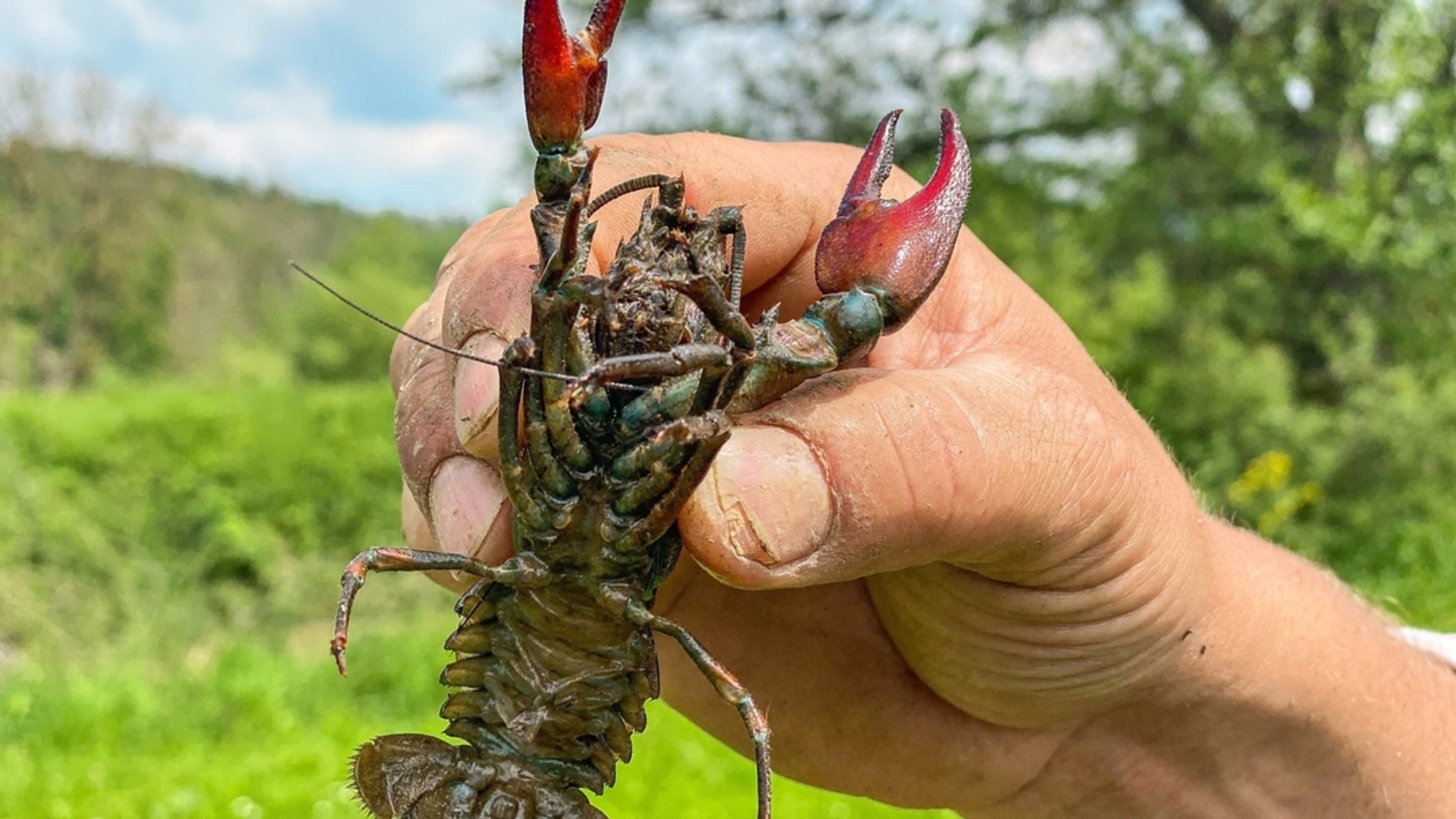 Der eigentlich in Nordamerika beheimatete Signalkrebs breitet sich in Bayern aus. Er ist Überträger der gefährlichen Krebspest und frisst Fisch- und Amphibienlaich von bedrohten Arten.