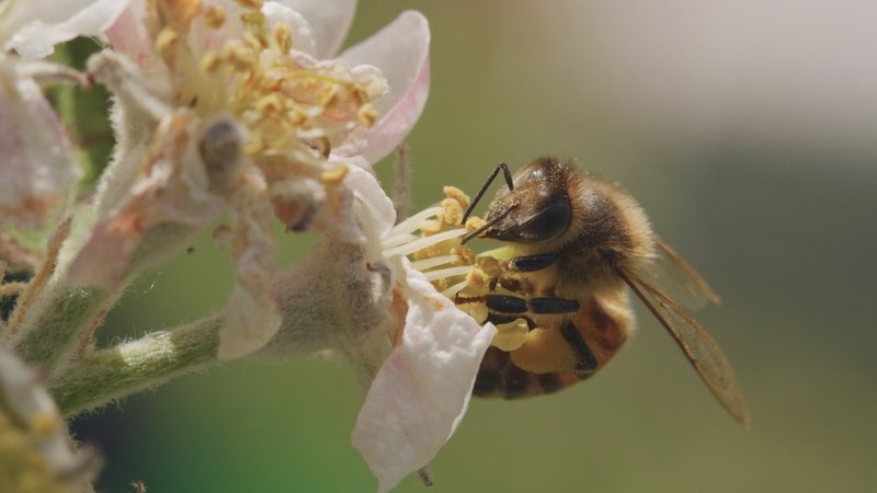 Dank neuester Kameratechnik näher an der Biene dran denn je: Szene aus "Tagebuch einer Biene" von Dennis Wells.