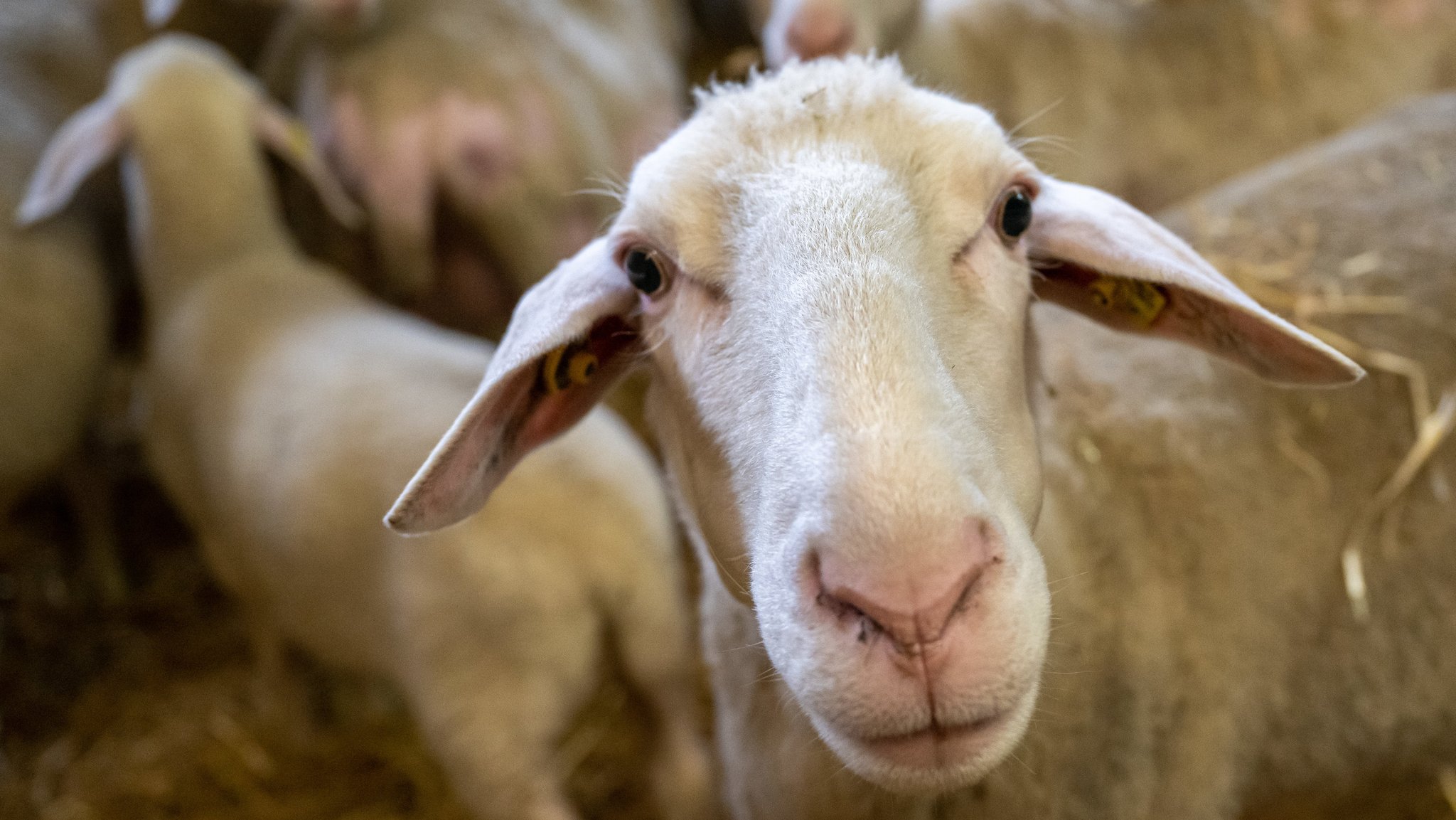 Archiv. 24.03.2023, Bayern, Grub: Schafe stehen in einem Stall. | Bild: dpa-Bildfunk/Peter Kneffel Archiv. 24.03.2023, Bayern, Grub: Schafe stehen in einem Stall.