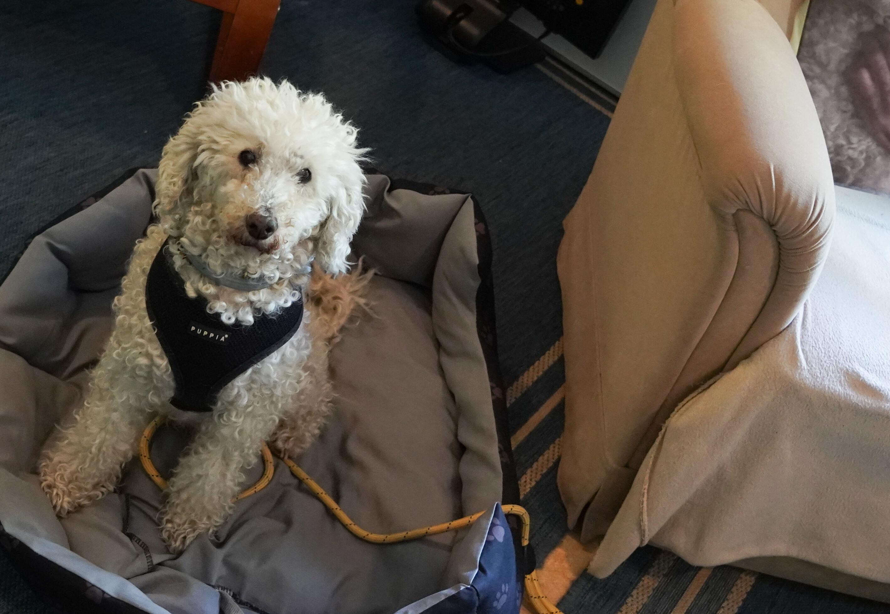 Ein Besuchshund im Körbchen. (Symbolbild)