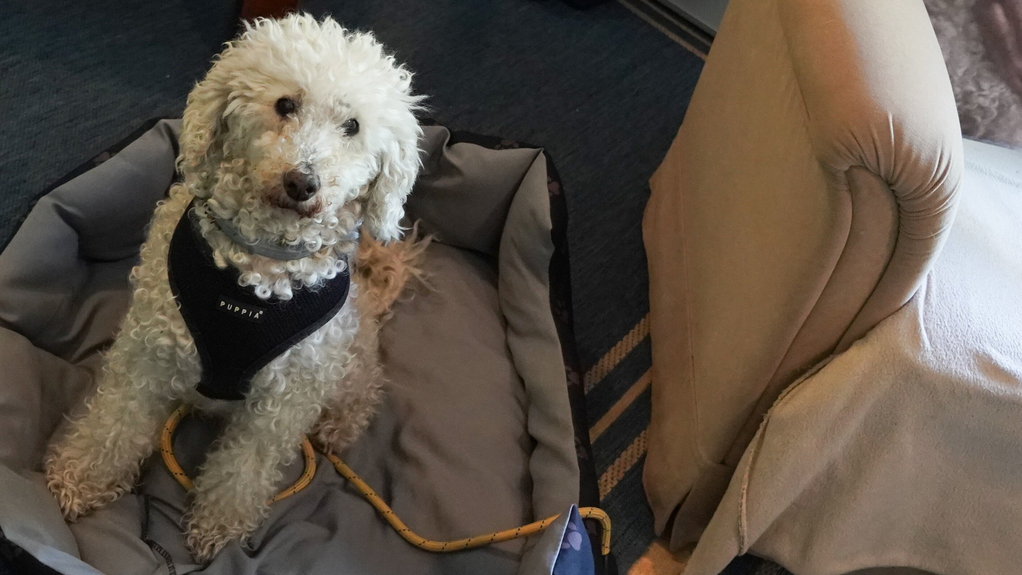 Ein Besuchshund im Körbchen. (Symbolbild)