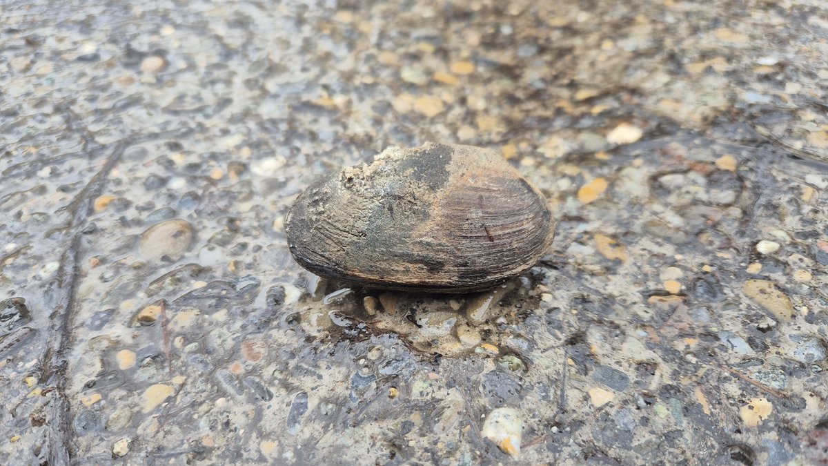 Baggerarbeiten: Bachmuscheln sterben im Schutzgebiet