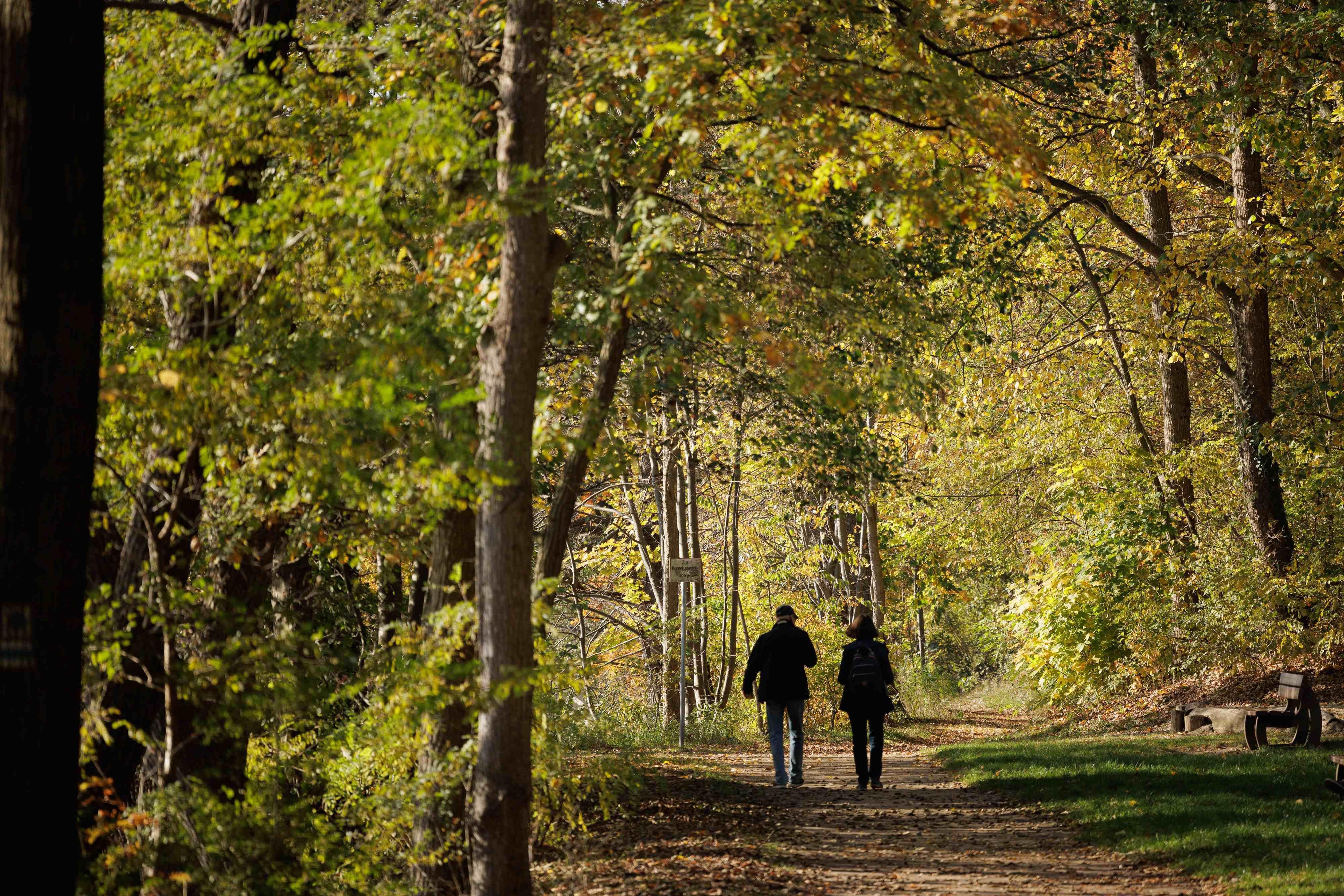 Zwei Menschen gehen in einem herbstlichen Wald spazieren