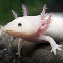 Der Axolotl - Ein Leben im Larvenstadium | Bild: picture alliance / Hippocampus-Bildarchiv | Frank Teigler