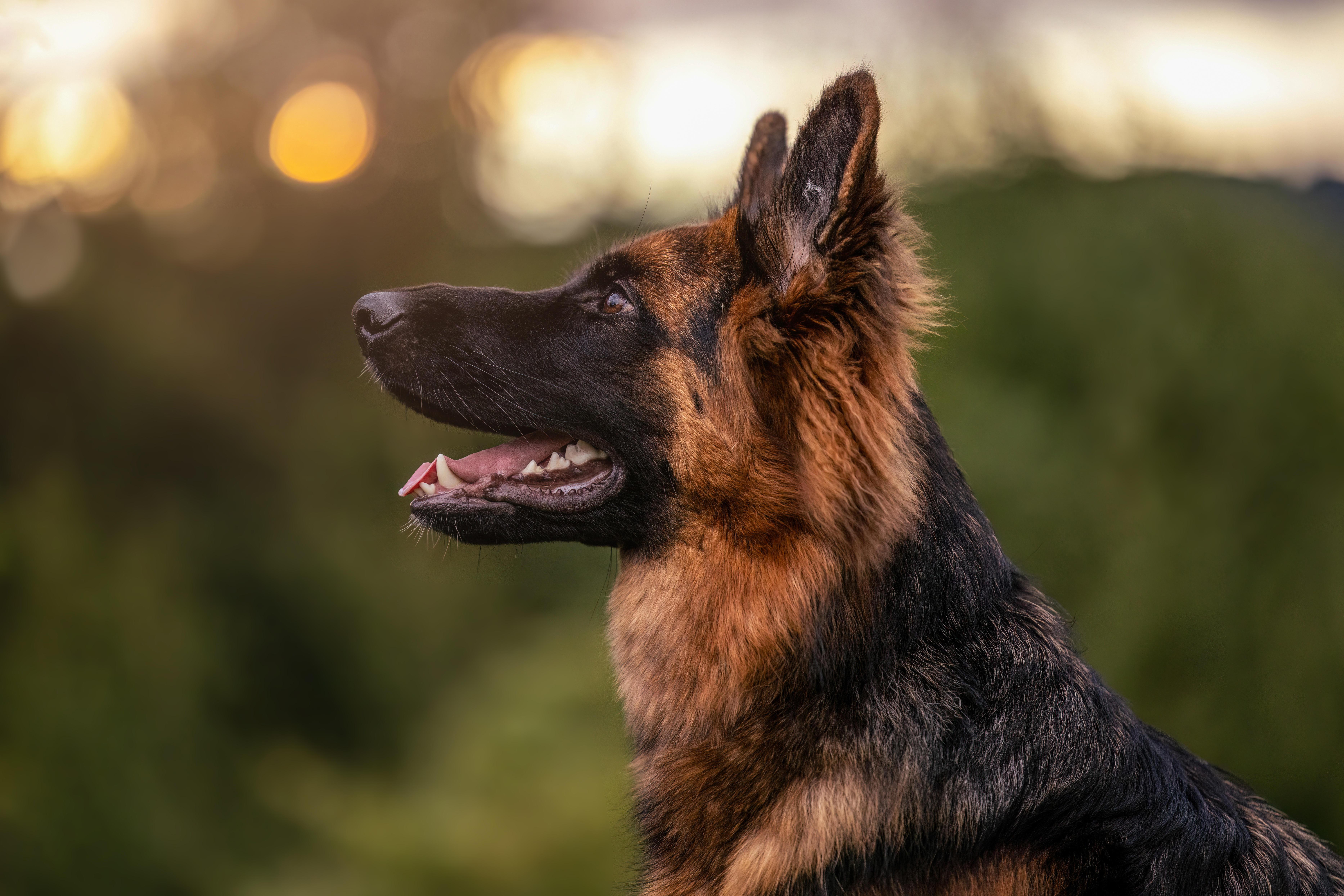 Deutscher Schäferhund (Symbolbild)