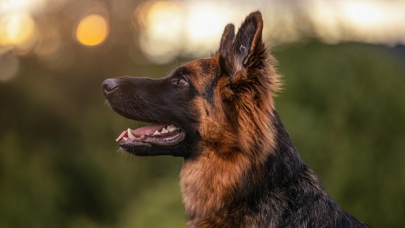 Deutscher Schäferhund (Symbolbild) | Bild: pa/dpa/Annabell Gsoedl Deutscher Schäferhund (Symbolbild)