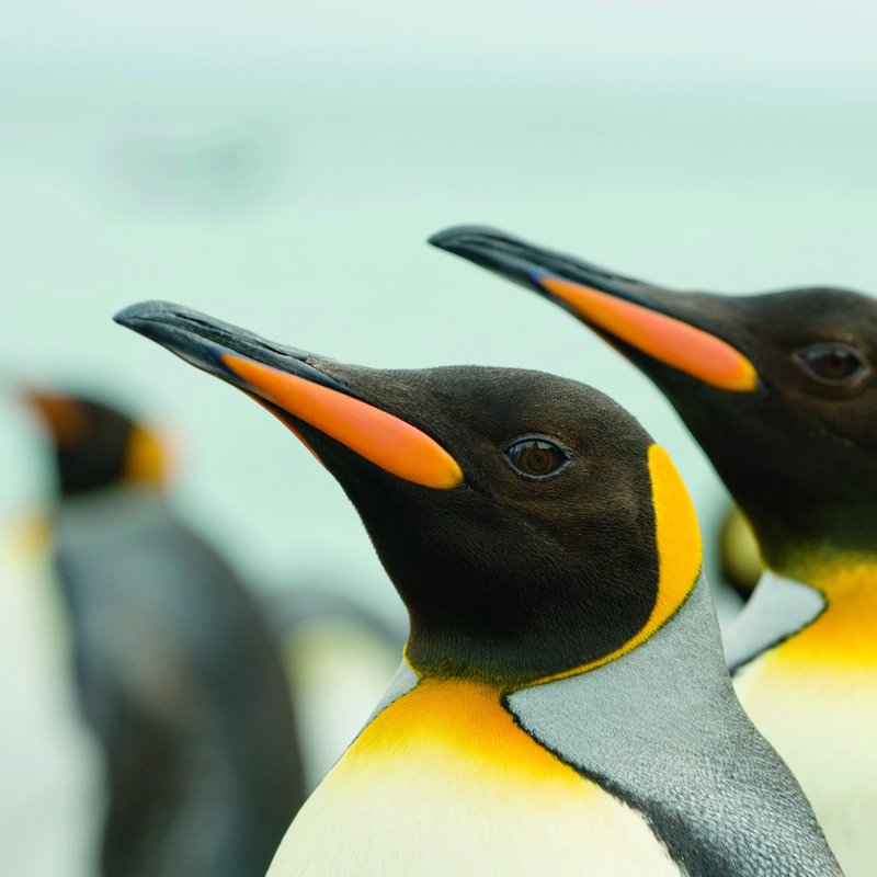 Pinguine schlafen täglich tausende Male für wenige Sekunden